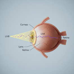 UVA vs. UVB: Which Wavelength Harms Deep Ocular Tissues More?